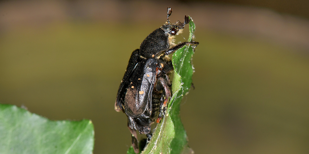 Cetoniidae: Gnorimus variabilis